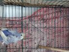 Jp Female Budgerigar for sale