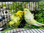 Jp Raning Pair