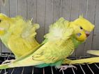 Jp Spangle Pied & Baby Pair Double Flower Crested