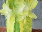 Jp Spangle Pied,double Crested Doubl Flower Premium Baby Lot