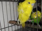 Jp yellow df male brid