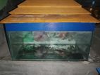 Aqurium with fish for sell