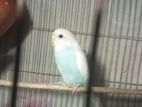 BIRD Sell post