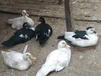 জরুরী ভিত্তিতে পাঁচটি চিনা হাঁস বিক্রয়,,,