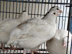 Jumbo White Coturnix Quail
