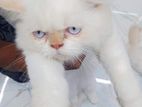 Just wow Blue Eyes original Persian