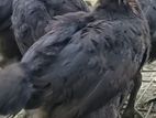 কাদাকনাথ মুরগির বাচ্চা