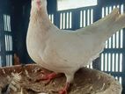 কাগজি মাদি রানিং