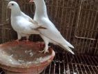 কাজ্জি কবুতর