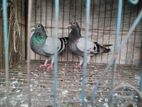 কাজ্জি কবুতর, হুমা কবুতর বিক্রি করা হবে