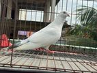 Kobutor bikri