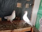 কালদম কবুতর বিক্রি