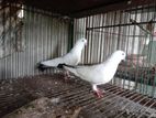 কালদম কবুতর