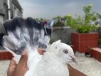 কালদম কবুতর