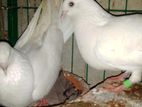 কালদম ফুল রানিং