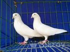 কালদম রানিং পেয়ার