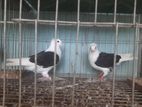 কালো জার্মান শিল্ড কবুতর
