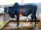 কালো ষাঁড় কোরবানির গর/ Cattle F16