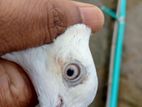 কালসিরা কালদম