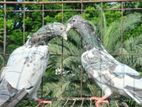 কামাগার এক জোড়া