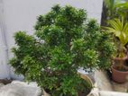 কামিনী বনসাই