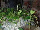 কাঁঠাল গাছের চারা