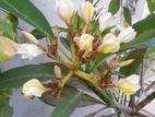 কাঁঠগোলাপ কার্টিং