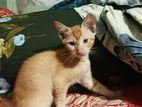 Cat for adoption(free)