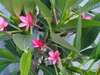 কাঠগোলাপ বিক্রি