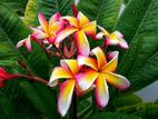 কাঠগোলাপ। Candy Stripe