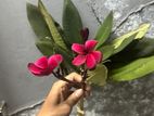কাঠগোলাপ