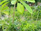 কাঠগোলাপ ফুল