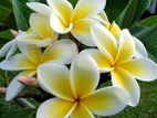 কাঠগোলাপ গাছ 1-5 মাথা ওয়ালা Plumeria