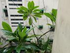 কাঠগোলাপ গাছ ১৪" টব সহ