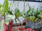 কাঠগোলাপ গাছ ফুল সহ, হলুদ সাদা বিক্রি হবে