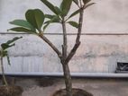 কাঠগোলাপ মাল্টিগ্রাফটেড। Multiple Grafted Plumeria