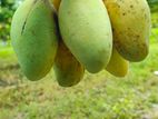 কাটিমন আম