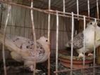 Kabootar For Sale