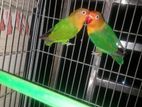 kaca soho love bird