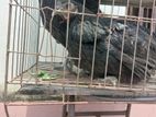 Kadaknath Murgi morog