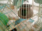 Kahca Soho Bajregar Pake Sell Horbo