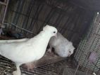 কাগজি কবুতর +একটি নর গিরিবাজ