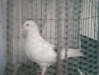 kakji female 3 month age