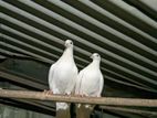 Kakji Pigeon Pair