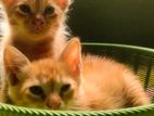Cat for sale