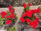 Kalanchoe plant for sell