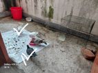কবুতর ১ জোড়া