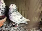 কবুতর (ভালো ডিম বাচ্চা করে)