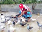 কবুতর বিক্রি