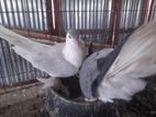 কবুতর বিক্রি